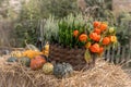 A wicker basket on hay, filled with heather and orange physalis flowers, decorated with colourful pumpkins and squash. Royalty Free Stock Photo