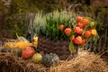 A wicker basket on hay, filled with heather and orange physalis flowers, decorated with colourful pumpkins and squash. Royalty Free Stock Photo