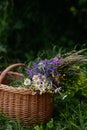 Wicker basket with meadow flowers. A colorful variety of summer wildflowers.