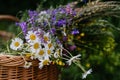 Wicker basket with meadow flowers. A colorful variety of summer wildflowers.