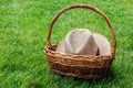 Wicker basket for a picnic with a hat inside is on a green lawn on a sunny day Royalty Free Stock Photo