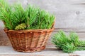 Wicker basket with pine branches and cone. Winter home decoration. Alternative medicine and herbal remedy concept. Selective focus Royalty Free Stock Photo