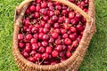 Wicker basket placed on the grass and filled with beautiful red cherries Royalty Free Stock Photo