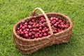 Wicker basket placed on the grass and filled with beautiful red cherries Royalty Free Stock Photo