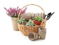 Wicker basket with plants, pots and gardening tools on white background
