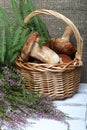 Wicker basket with porcini mushrooms and a bunch of blooming heather. Shot on a background of coarse linen fabric with a sheet of