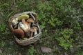 Wicker basket of porcini mushrooms in the forest
