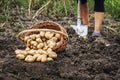 A wicker basket of potatoes in the garden near a woman digging a shovel potato_