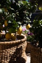 Wicker basket with potted decorative mini lemon tree at the greek garden shop in March.