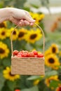 Wicker basket with red cherry tomatoes in a farmer\'s hand Royalty Free Stock Photo