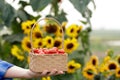 Wicker basket with red cherry tomatoes in a farmer\'s hand Royalty Free Stock Photo