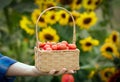 Wicker basket with red cherry tomatoes in a farmer\'s hand Royalty Free Stock Photo