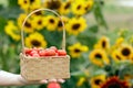 Wicker basket with red cherry tomatoes in a farmer's hand Royalty Free Stock Photo