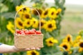 Wicker basket with red cherry tomatoes in a farmer's hand Royalty Free Stock Photo