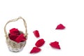 Wicker Basket of Red Petals Rose, with some on the ground on White Background, Valentine`s Day Love Romance Wedding