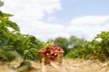 Wicker basket with red ripe strawberries in straw-covered passage between rows in field Royalty Free Stock Photo