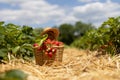 Wicker basket with red ripe strawberries in straw-covered passage between rows in field Royalty Free Stock Photo