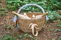 Wicker basket with ribbons with two bottles of champagne