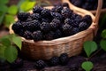 Wicker basket with ripe blackberries outdoors on ground. Generate Ai