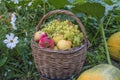 Wicker basket with ripe fruits: apples, pears, grapes Royalty Free Stock Photo