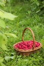 Wicker basket with ripe raspberries on green grass outdoors Royalty Free Stock Photo