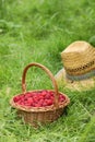 Wicker basket with ripe raspberries and straw hat on green grass outdoors Royalty Free Stock Photo