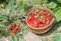 Wicker basket of ripe red strawberries on the background of a garden with bushes of red berries. Background. Royalty Free Stock Photo