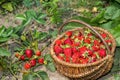 Wicker basket of ripe red strawberries on the background of a garden with bushes of red berries. Background. Royalty Free Stock Photo