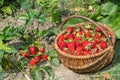 Wicker basket of ripe red strawberries on the background of a garden with bushes of red berries. Background. Royalty Free Stock Photo