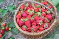 Wicker basket with ripe red strawberries close-up in uniform light on the background of a garden bed with red berry bushes Royalty Free Stock Photo