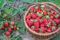 Wicker basket with ripe red strawberries close-up in uniform light on the background of a garden bed with red berry Royalty Free Stock Photo