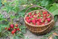 Wicker basket with ripe red strawberries in uniform light on the background of a garden bed with red berry bushes. Royalty Free Stock Photo