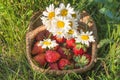 Wicker basket with ripe strawberries and bunch of white daisies on grass on sunlight Royalty Free Stock Photo