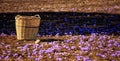 A wicker basket on a saffron field at harvest time Royalty Free Stock Photo