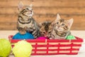 In the wicker basket sit three kittens of the Bengal breed playing