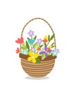 Wicker basket of spring or summer flowers. Woven floral basket. Flat, cartoon, isolated