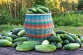 a wicker basket with a large number of cucumbers Royalty Free Stock Photo