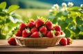 ripe strawberries, on the background of a strawberry field, orchard, sunny day Royalty Free Stock Photo