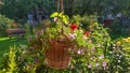 A wicker basket is suspended from the terrace beam on a rope. Ornamental flowers and nettles grow in it. On the grassy lawn there