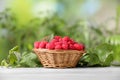 Wicker basket with tasty ripe raspberries and leaves on white wooden table against blurred green background, space for text Royalty Free Stock Photo