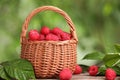 Wicker basket with tasty ripe raspberries and leaves on wooden table against blurred green background, closeup Royalty Free Stock Photo