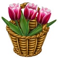 Wicker basket with three pink tulips