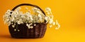 Wicker basket with tiny white flowers over yellow background with copy space. Royalty Free Stock Photo