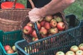 From a wicker basket to a plastic crate full of picked red and yellow organic apples from a home apple orchard. A juicy kind of