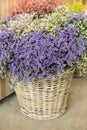 In a wicker basket variety of limonium gmelinii, statice or sea lavender flowers in lavender-blue, white, pink colors in the