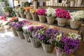 In a wicker basket variety of limonium sinuatum and matthiola incana flowers in violet, pink, white colors for sale in the greek
