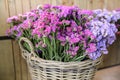 In a wicker basket variety of limonium sinuatum or statice salem flowers in pink, lilac, violet colors in the garden shop.