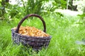 Wicker basket with wild mushrooms chanterelles on grass background