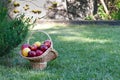 Wicker basket is woven of vines with apples on the background of green grass, yellow red ripe fruits, vine straw, bush spruce juni Royalty Free Stock Photo