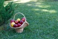Wicker basket is woven of vines with apples on the background of green grass, yellow red ripe fruits, vine straw, bush spruce juni Royalty Free Stock Photo